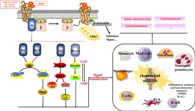 G-Protein-Coupled Receptors in Rheumatoid Arthritis: Recent Insights into Mechanisms and Functional Roles